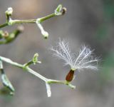 Valeriana wolgensis