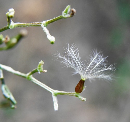 Image of Valeriana wolgensis specimen.