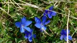 Gentiana pontica