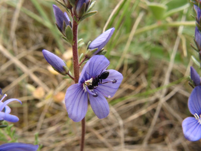 Image of Veronica capsellicarpa specimen.