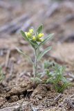 Alyssum turkestanicum variety desertorum. Цветущее растение. Узбекистан, Джизакская обл., бугристые закрепленные пески у южного берега оз. Айдаркуль. 26.03.2011.