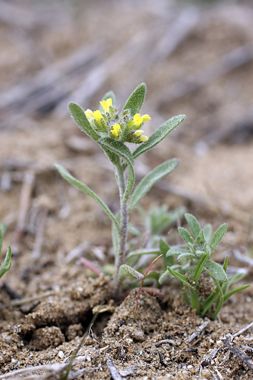 Image of Alyssum turkestanicum var. desertorum specimen.