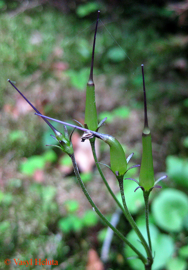 Image of Soldanella montana specimen.