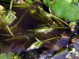 Image of taxon representative. Author is Сергей Майоров