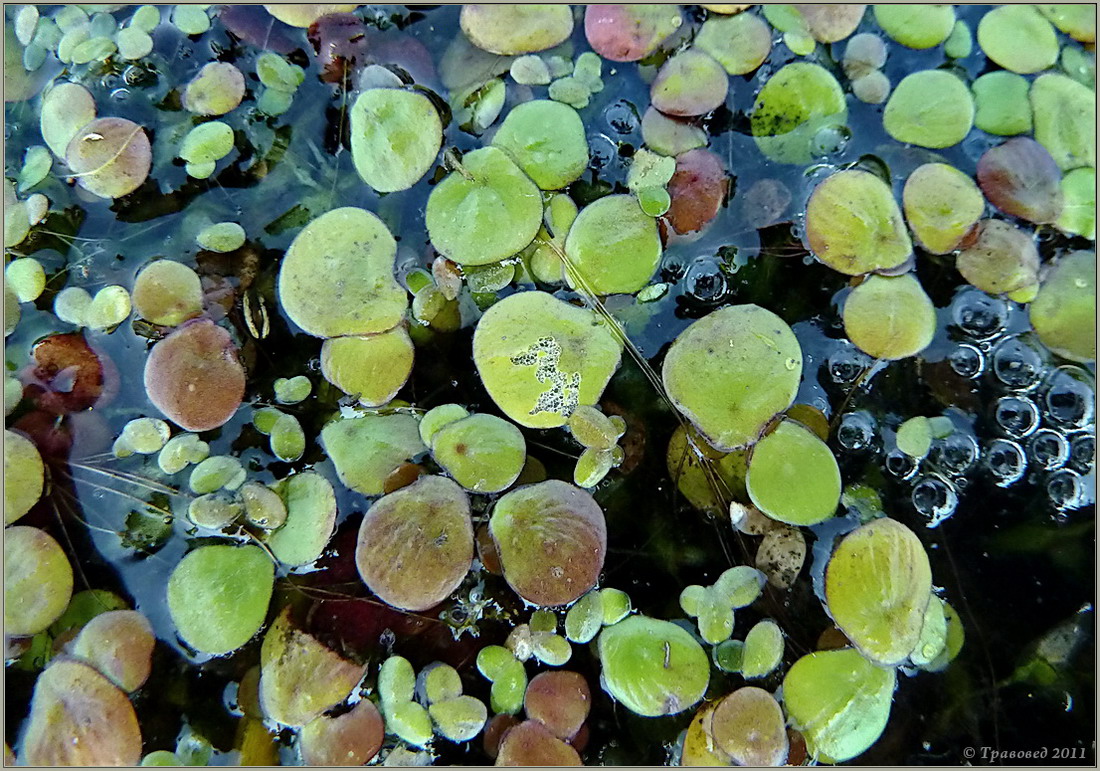 Image of Spirodela polyrhiza specimen.