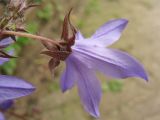 Campanula garganica