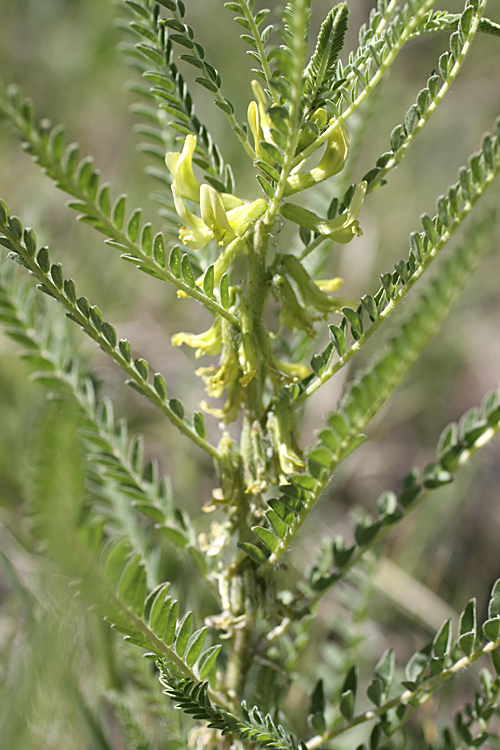 Изображение особи Astragalus turkestanus.