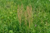 Rumex acetosa