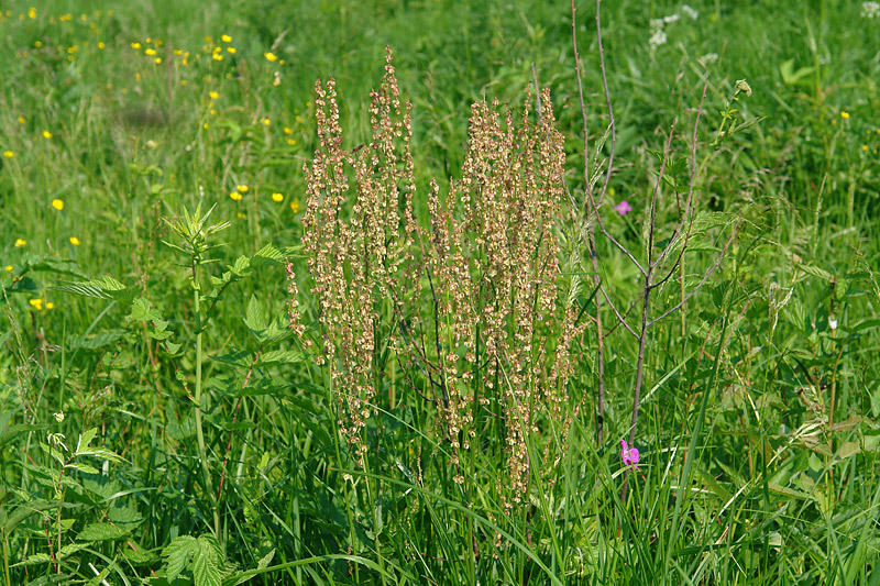 Изображение особи Rumex acetosa.