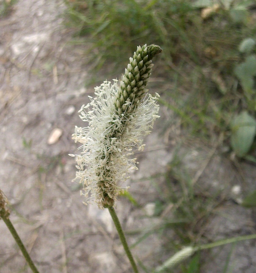 Изображение особи Plantago urvillei.