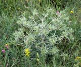 Eryngium campestre