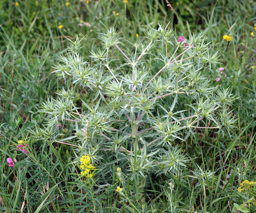 Изображение особи Eryngium campestre.