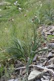 Allium carolinianum. Зацветающее растение. Южный Казахстан, Таласский Алатау, ущелье Коксай. 20.07.2010.