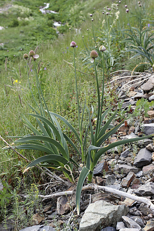 Изображение особи Allium carolinianum.