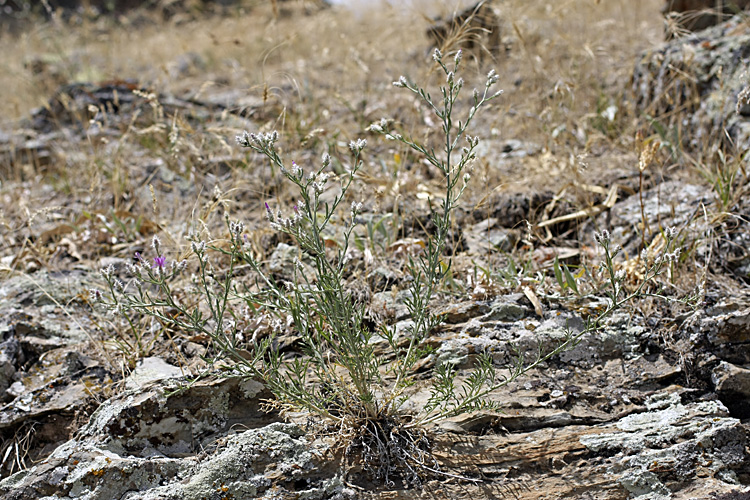 Image of Centaurea pseudosquarrosa specimen.