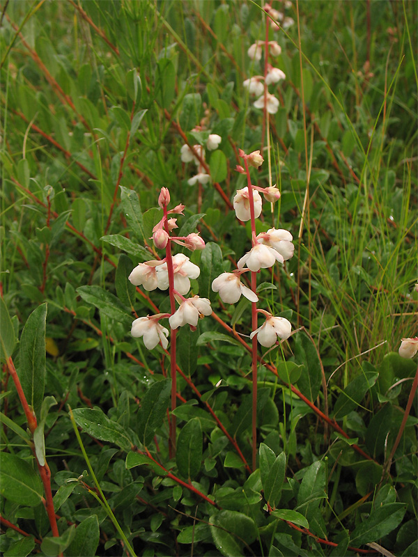 Image of Pyrola rotundifolia ssp. maritima specimen.