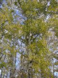 Populus alba. Крона дерева с листьями в осенней окраске. Саратовская обл., окр. г. Энгельс, пойменный лес у Волгоградского вдхр. 14 октября 2011 г.
