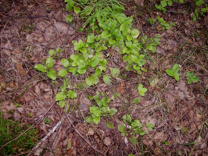 Изображение особи Pyrola minor.