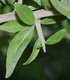 Image of taxon representative. Author is Татьяна Мальчинская