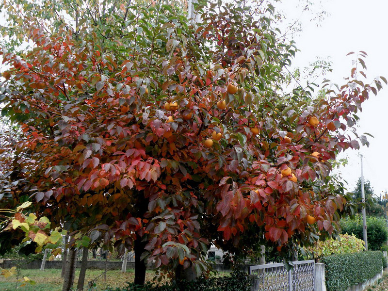 Image of Diospyros kaki specimen.