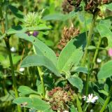 Trifolium medium. Лист. Смоленская обл., Смоленский р-н, окр. Каспли. 09.07.2011.