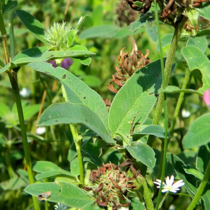 Image of Trifolium medium specimen.