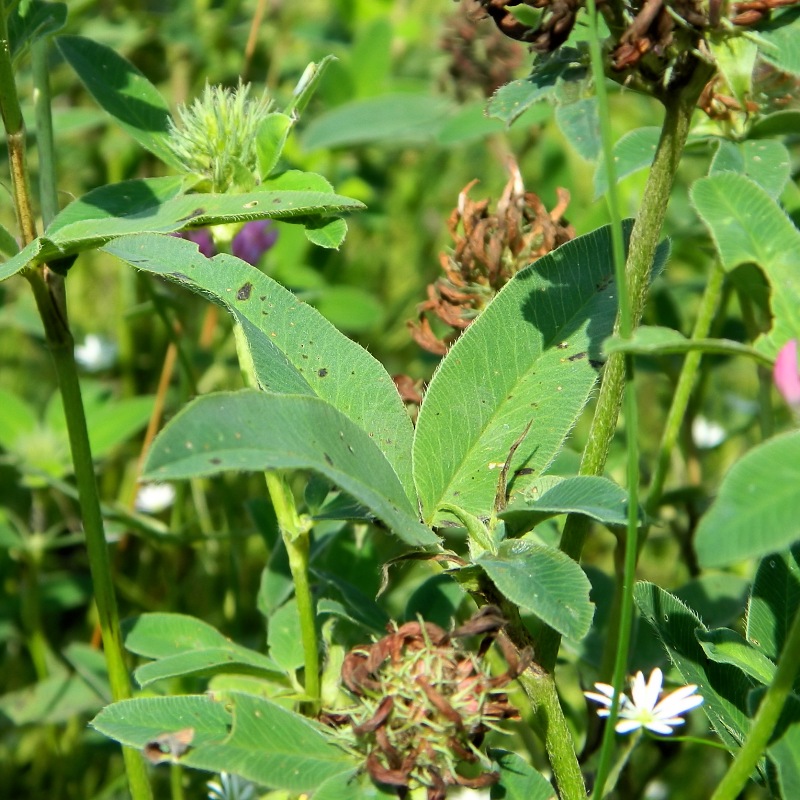 Изображение особи Trifolium medium.