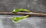 genus Forsythia