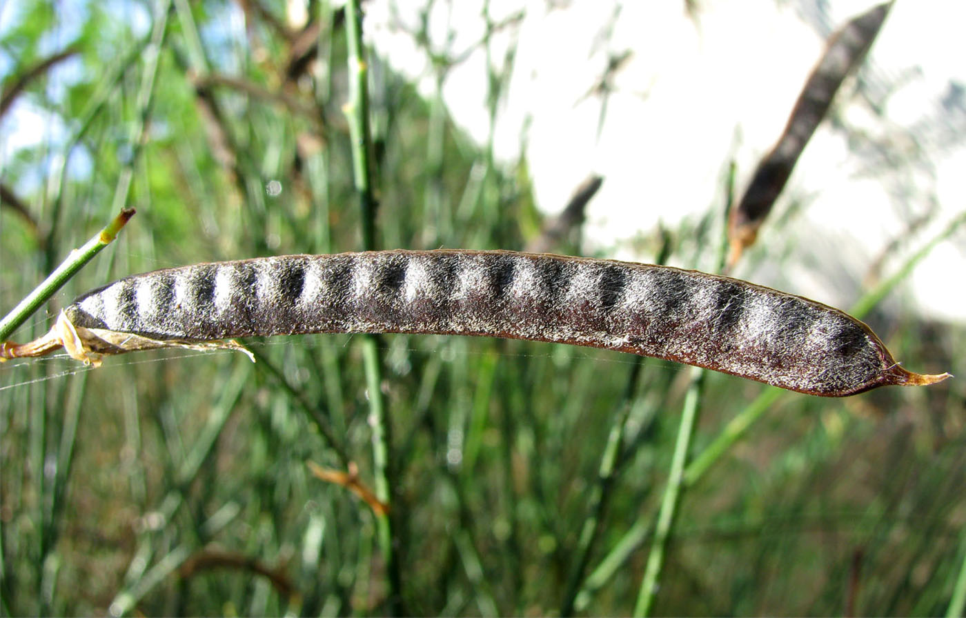 Image of Spartium junceum specimen.