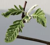Sorbus × thuringiaca. Раскрывающиеся листья верхушки ветки. Германия, г. Кемпен, в культуре. 06.04.2012.
