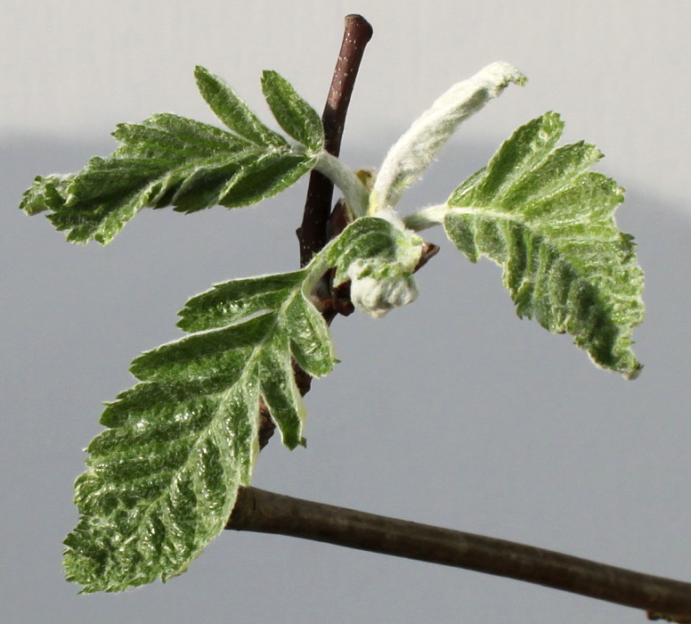 Image of Sorbus &times; thuringiaca specimen.