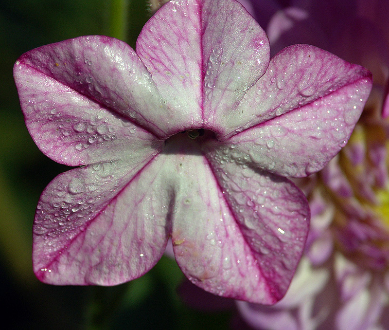 Image of Nicotiana alata specimen.