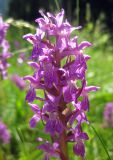 Dactylorhiza majalis. Соцветие. Украина, Ивано-Франковская обл., Надворнянский р-н, Природный заповедник \"Горганы\", Горганское лесничество, луг. 16 июня 2011 г.