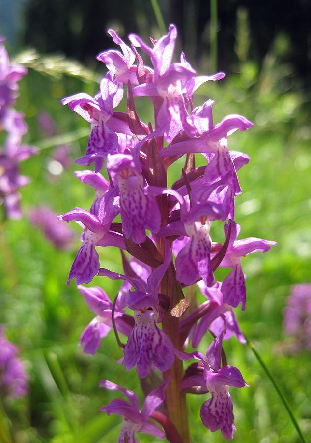 Изображение особи Dactylorhiza majalis.