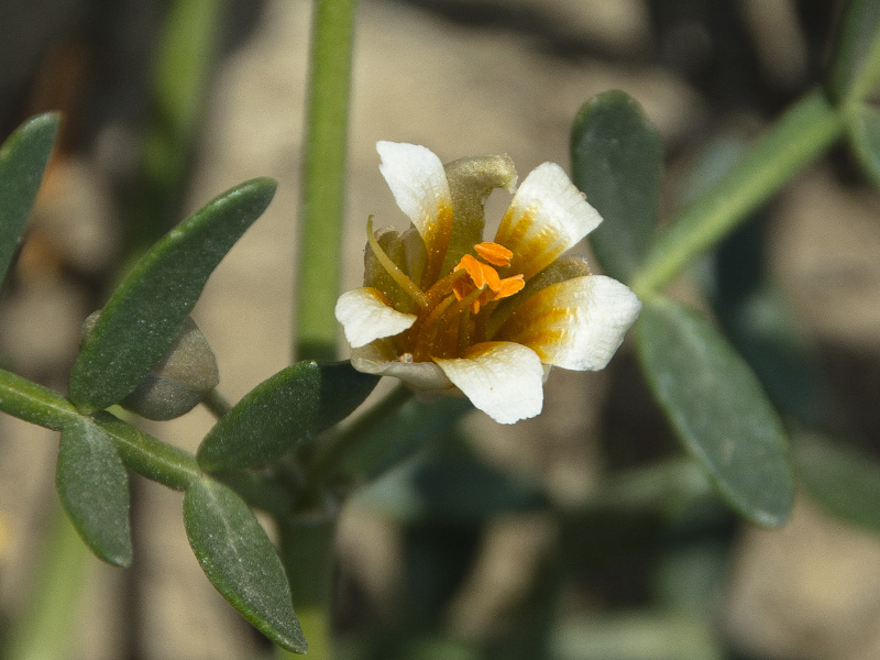 Image of Zygophyllum pinnatum specimen.