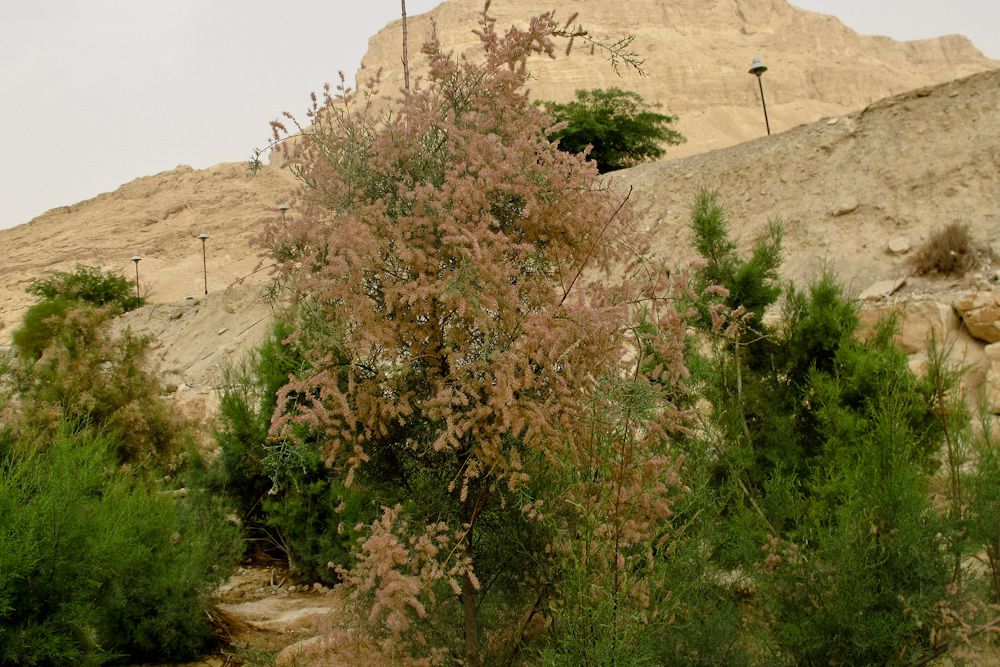 Image of Tamarix nilotica specimen.