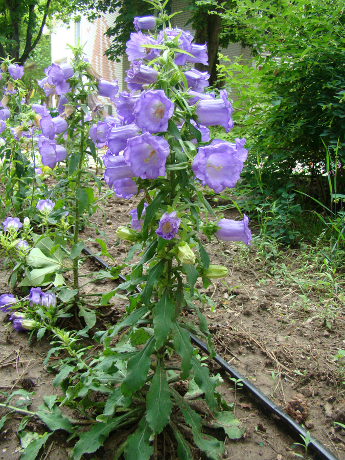 Image of Campanula medium specimen.