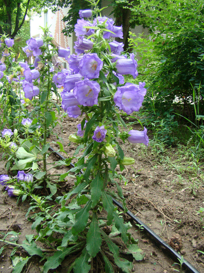 Изображение особи Campanula medium.