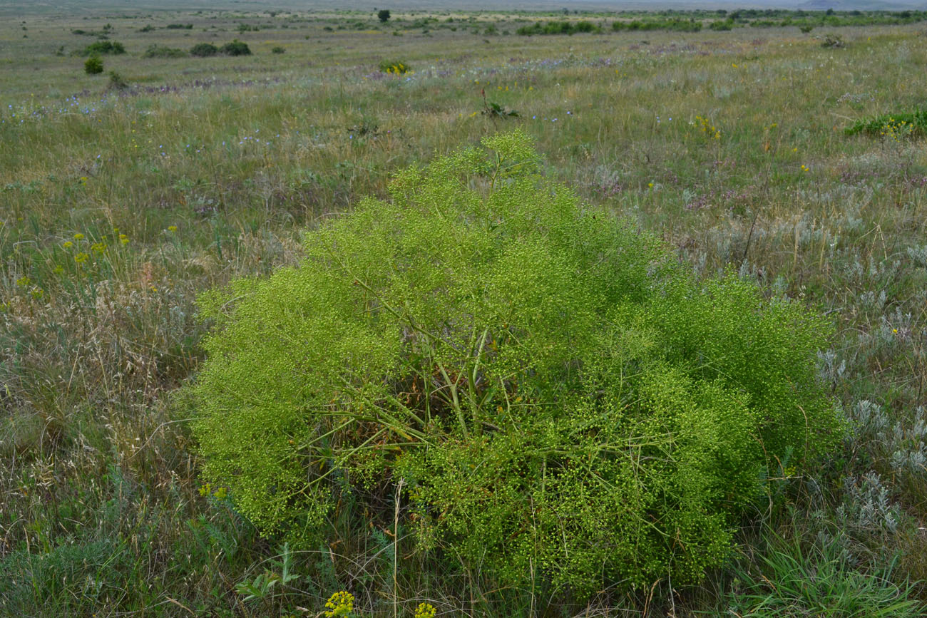Image of Crambe tataria specimen.