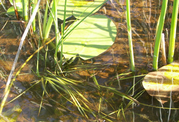 Image of Schoenoplectus lacustris specimen.