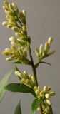 Ligustrum ovalifolium. Раскрывающееся соцветие. Германия, г. Кемпен, в культуре. 14.06.2012.