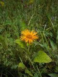 Inula orientalis. Верхушка цветущего растения. Ставропольский край, Джинальский хребет, окр. г. Кисловодск. 01.07.2012.