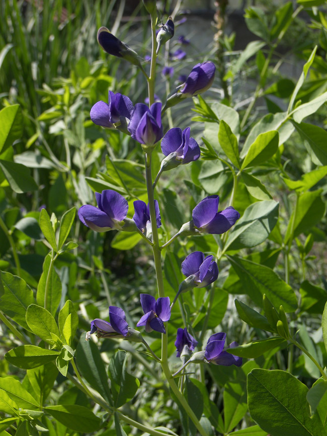 Изображение особи Baptisia australis.