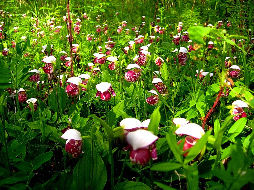 Изображение особи Cypripedium guttatum.