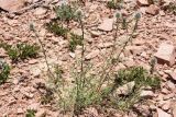 Echinops tschimganicus. Цветущие растения. Узбекистан, Ташкентская обл., зап. отроги Чаткальского хр., гора Бол. Чимган. 07.07.2012.