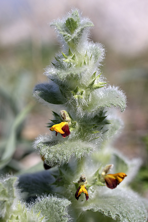 Image of Paraeremostachys karatavica specimen.