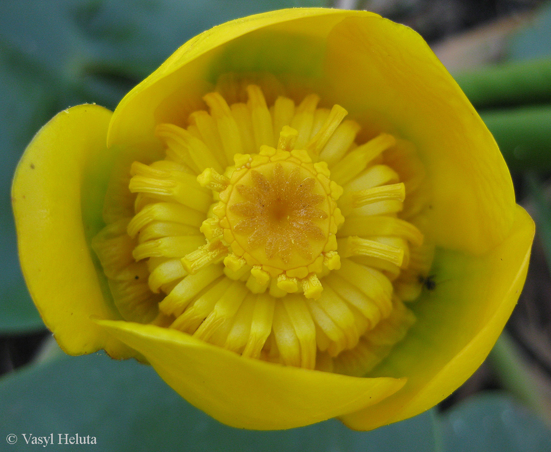 Image of Nuphar lutea specimen.