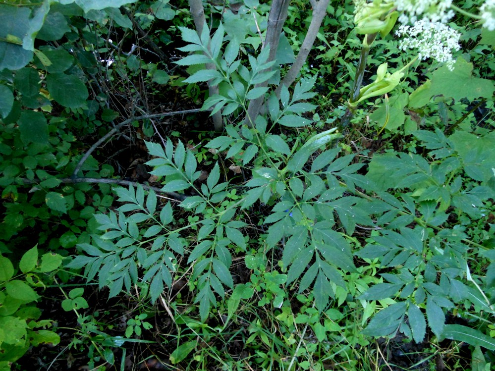 Image of Angelica dahurica specimen.