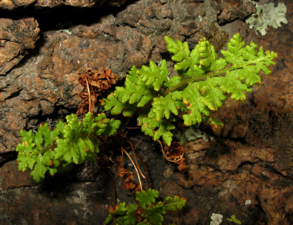 Image of Woodsia calcarea specimen.