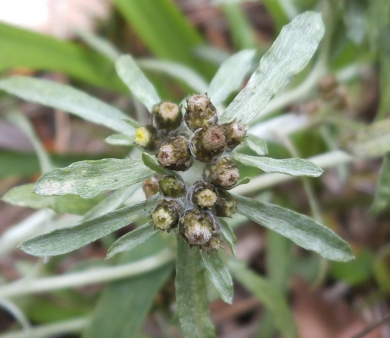 Image of Gnaphalium uliginosum specimen.